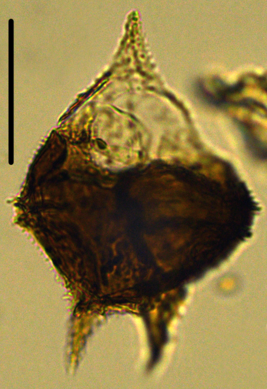 Cerodinium cpx denticulate Dde27X310121001090c.jpg